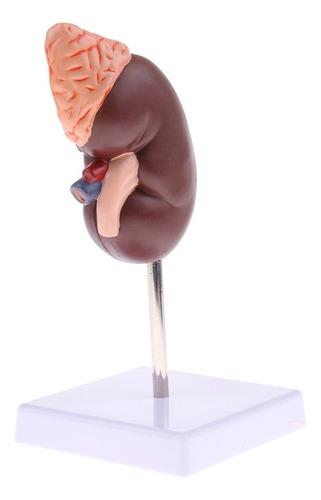 1: 1 Modelo De Riñón Humano Extraíble 2 Partes