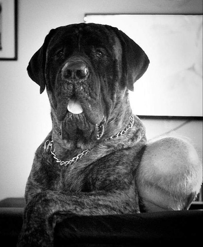 Filhotes De Mastiff Inglês