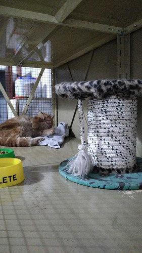 Imagen 7 de 7 de Guarderia De Gatos , Agrandamos Mas Lugares Para Tu Mascota!