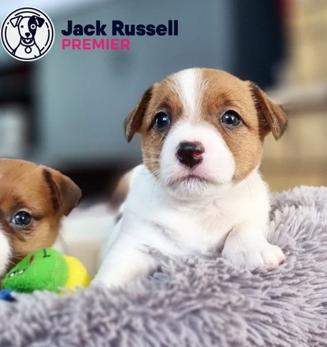 Jack Russell 31 Tricolor