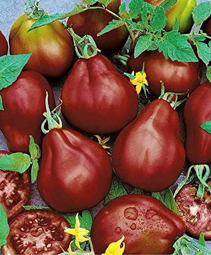 Semillas De Tomate En Forma De Pera Negra Para Plantar Sin O