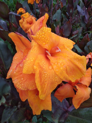 2 Und - Canna Indica (bulbos) Cod. Produção - Sbf - G031