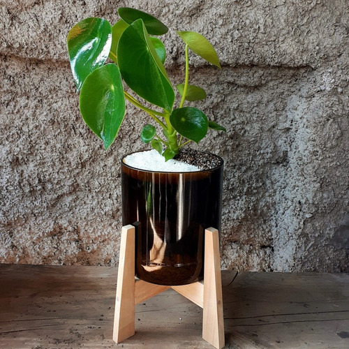 Planta Interior Cuchara Little Terrario 16 Con Soporte
