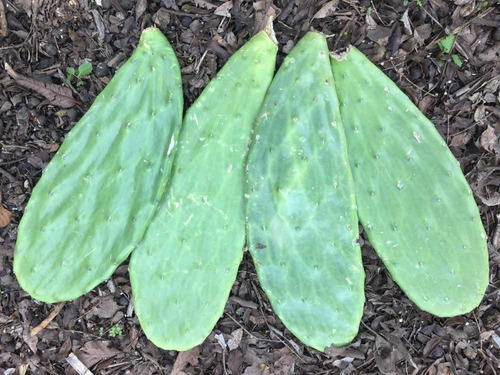 100 Pencas Madre/plántula De Nopal Verdura Variedad Blanco