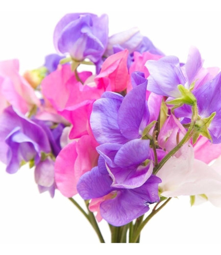 Semillas De Clarines Flores Aromaticas Por Excelencia
