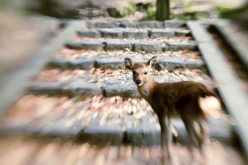 Lente Lensbaby Composer Pro Ii Para Fuji X, Optica Sweet 50