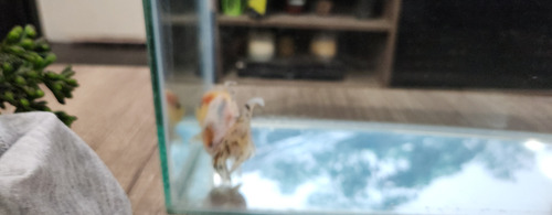 Pez Oranda Cabeza De Leon .5 Calico 2 Gris