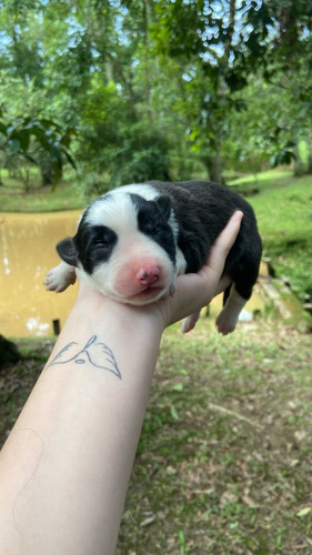 Filhotes De Border Collie Puros 