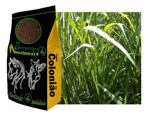 Sementes Capim Colonião 30kg - Resistente A Seca.