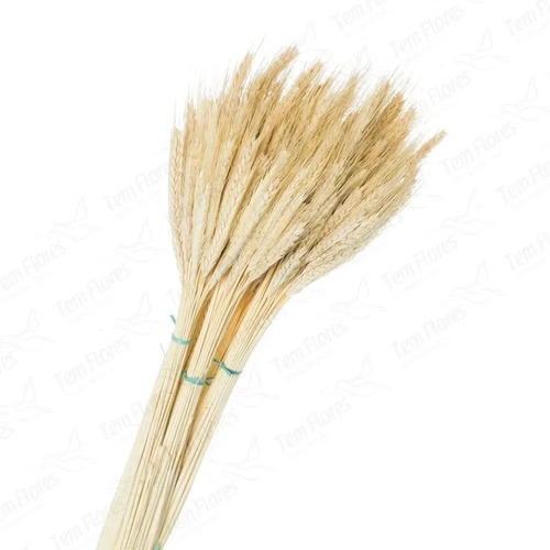 Imagem 2 de 2 de 200 Trigos Secos Fechos Fardo Maços Alvejados Ramos Joio