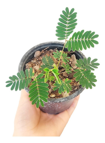 Mimosa Pudica Planta Pequeña Sensitiva 