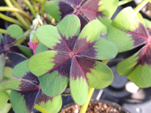 Bulbos De Oxalis Iron Cross (trebol De 4 Hojas) X10 Bulbos