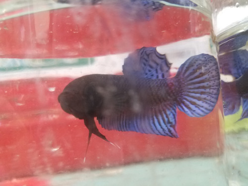 Bettas Pibutt Conbate