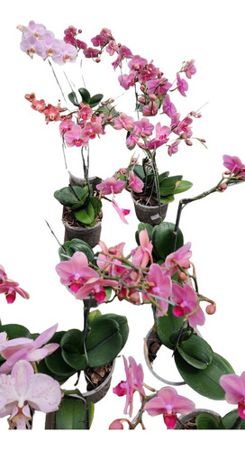 Orquidea Phalaenopsis, Bellisimos Ejemplares!!