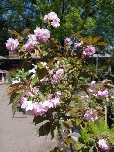 Imagen 4 de 5 de Prunus Sakura Cerezo Japonés, Cerezo De Flor Arbustivo 30lts