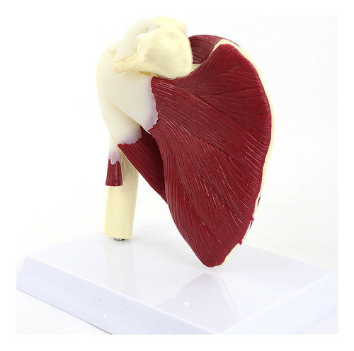 Para Articulação Do Ombro Humano Com Modelo Muscular