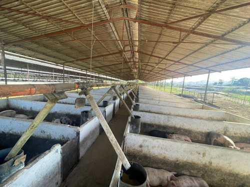 Imagen 4 de 12 de Finca Para La Cria De Cerdos En La Victoria En Venta