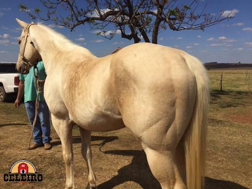 Cavalo Potro Quarto De Milha Tambor P.o Pai Top Firewater Zd