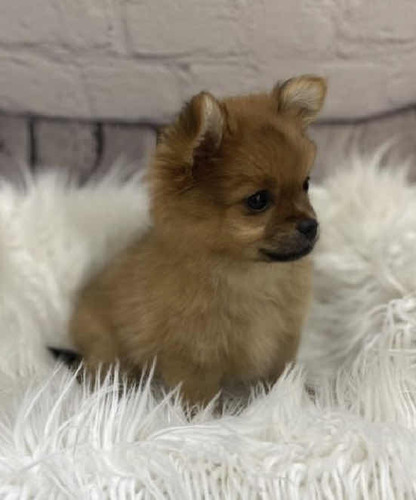 Pomerania Con Chihuachua Pomchi