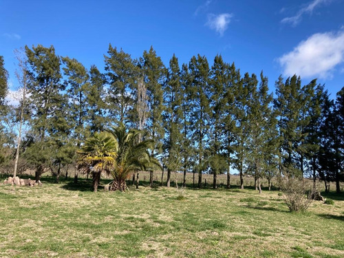 Imagen 3 de 15 de Campo 9ha En Las Flores