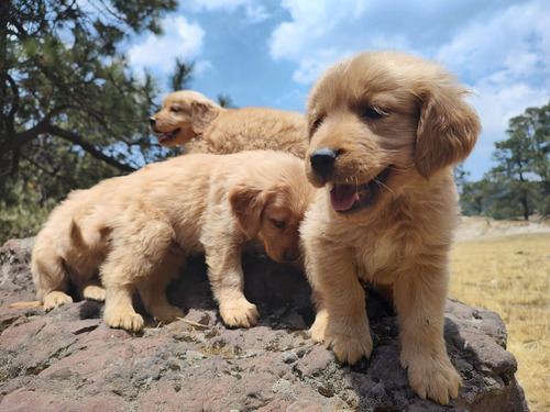 Golden Retriever 