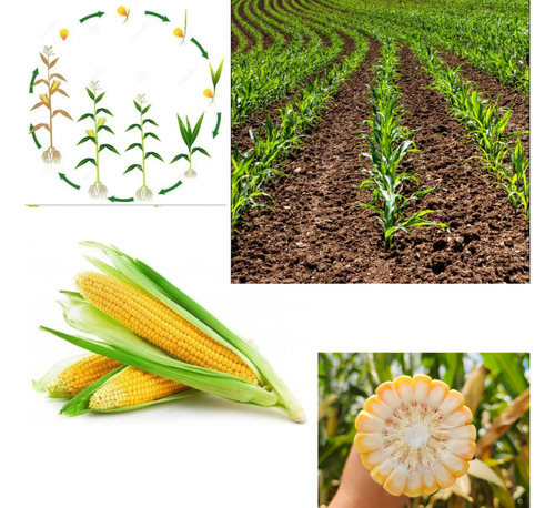 5.000 Sem. Milho Fraci Agroceres Transgênico Ag 8088 Vt Pro