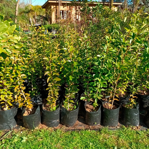 Arboles Nativos De Uruguay, Tarumán Con Espinas, 