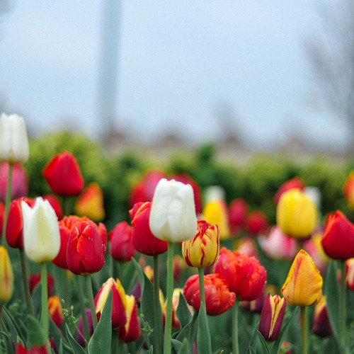 Fotografía Tipo Litografía Campo De Tulipanes 60x60cm