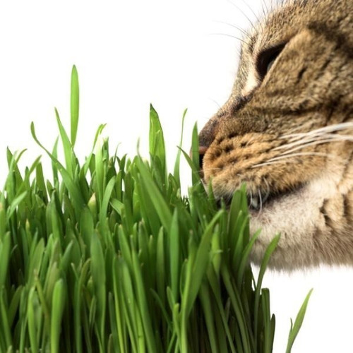 Semillas Pasto Para Gatos 400gr