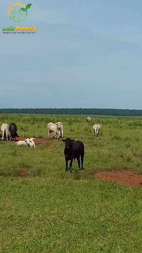 Imagem 1 de 4 de Fazenda À Venda Em Santa Rita Do Pardo- Ms-de 1.995 Hectares-dupla Aptidão - 1773