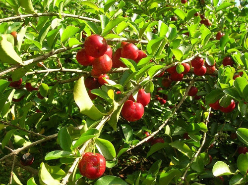 1 Muda De Acerola Vermelha Gigante  Produz Em Vaso 