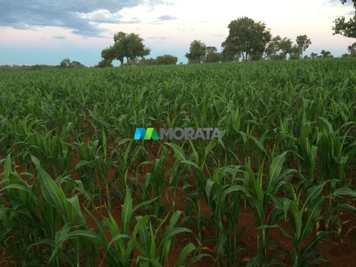 Imagem 10 de 12 de Fazenda - Zona Rural - Ref: 1593 - V-mta1593