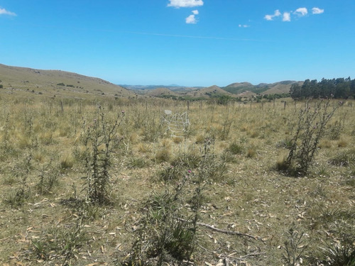 Imagen 7 de 14 de Campo Cerca De La Ruta 12 Y Ruta 60 - Minas