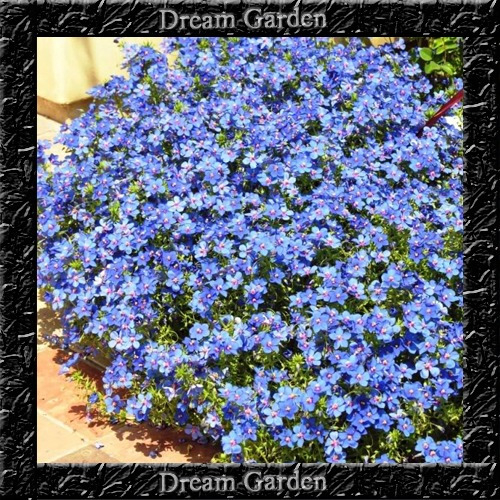 Lobelia Cambridge Blue Azul Verdadeiro Sementes Flor Mudas