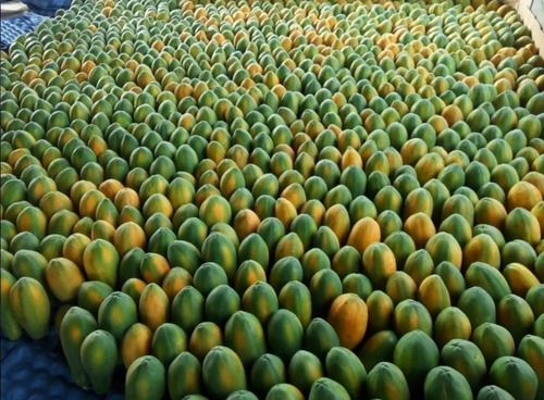 400 Semillas De Papaya Maradol F1 (original)