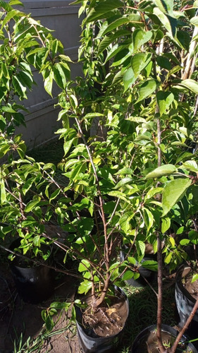 Imagen 6 de 10 de Cerezo Sakura Japonés - Para Maceta Balcón - E/gratis Caba