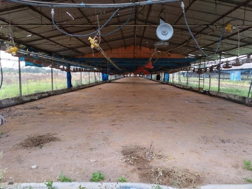 Imagen 19 de 30 de Joselyn Vargas Vende Finca Avicola En Vigirima 22-12944