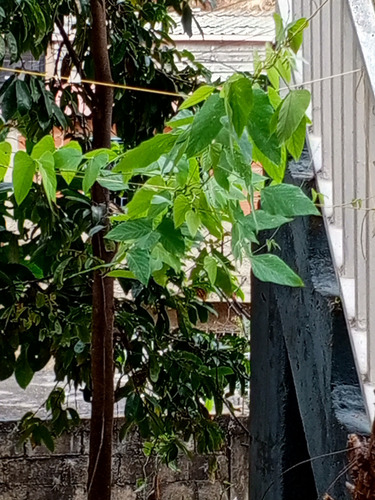 Mata De Mucuna Para El Tratamiento Del El Parkinson (l-dopa)