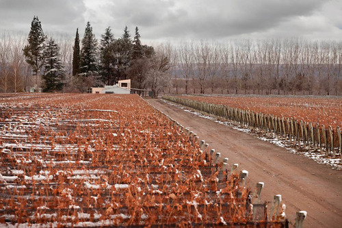 Finca Super Premium En Valle De Uco, La Consulta. Mendoza