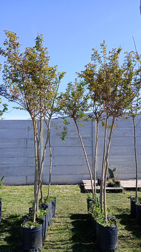 Crespon Blanco Grande Lagerstroemia Arbol De Jupiter Pack X2