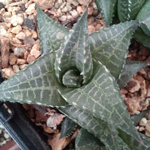 1 Haworthia Venosa V. Tessellata (cactus/suculentas)