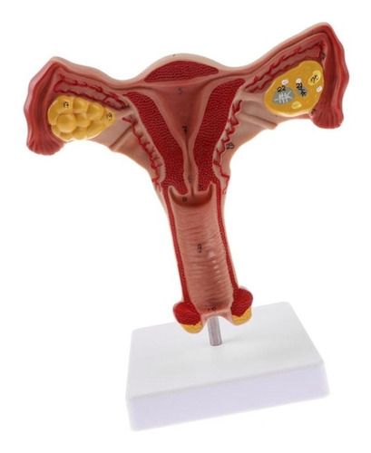 Modelo Anatómico De Ovario De Útero Femenino Humano 1:1 De T