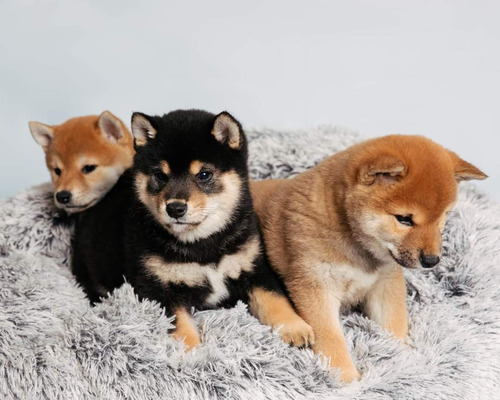Shiba Inu Cachorros Hembras Y Machos (Usado)