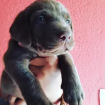 Comprar Cachorros Labrador Negro Criadero Golden Retriever Argentina