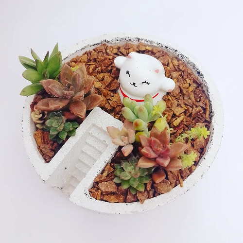 Minijardin Gato De La Abundancia