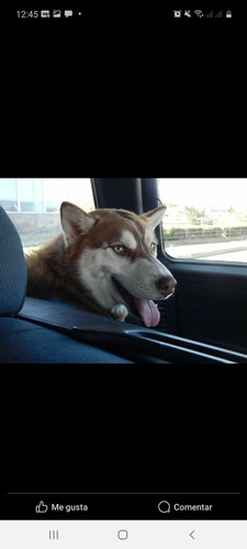 Siberianos Husky Listos Para Entregar Vacunados.