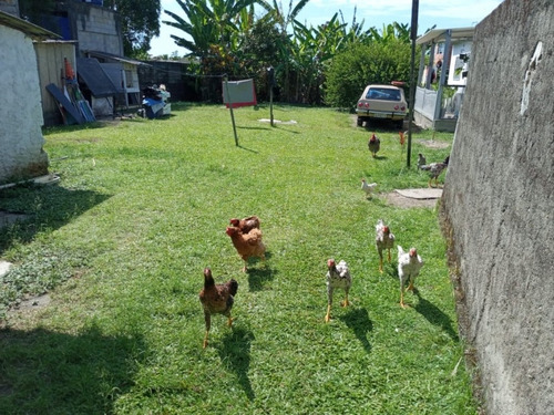 Imagem 10 de 14 de Casa Venda Caraguatatuba - Sp - Morro Do Algodão - 4183
