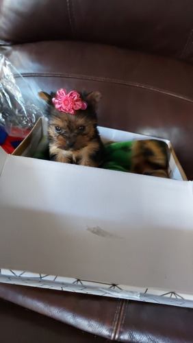 Imagen 6 de 9 de Yorkshire Hembra 2 Meses De Edad