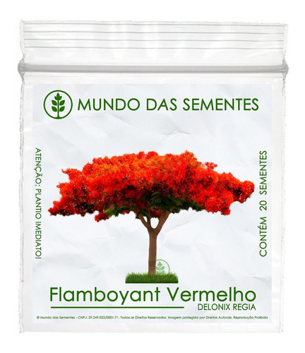 20 Sementes Flamboyant Vermelho Delonix Regia Frete Simples