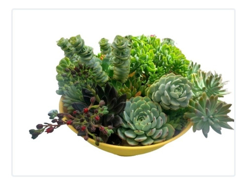 Jardín De Suculentas Xxl + De 10 Variedades Paila De 35 Cm